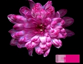 Краска флористическая №10 (Яр.фуксия), 0,300л