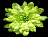 Краска флористическая №20 (Фисташковый), 0,300л