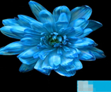 Краска флористическая №21 (Голубой), 0,300л