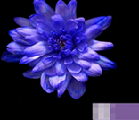 Краска флористическая №22 (Бриллиантовый Фиолет), 0,300л