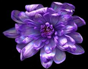 Краска флористическая №35 (Лаванда), 0,300л