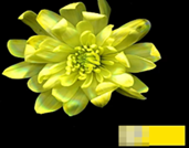 Краска флористическая №02 (Желтый), 0,300л