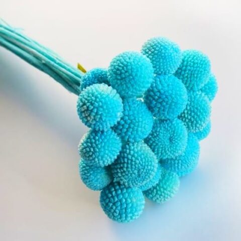 Краспедия 50-53см, 20шт/упак, бирюзовый