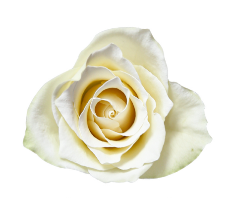 Спрей-краска для цветов 450 мл, перламутровый белый