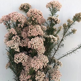 Озатамнус,60 см,90 г,нежно-розовый