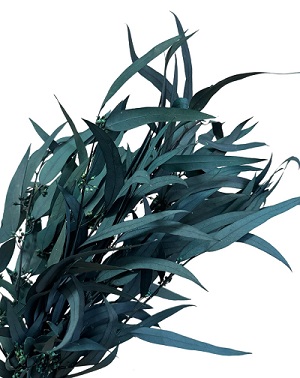 Эвкалипт Николи с ягодами 65см, 100г, бирюзовый