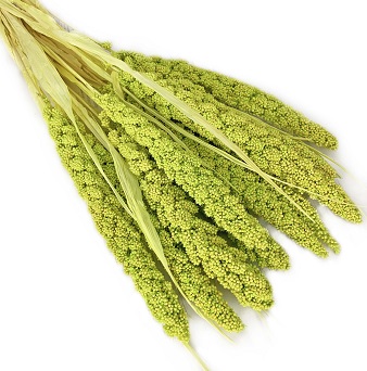 Сетария 60-63см, 10шт/упак, зеленый