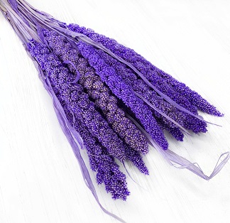 Сетария 60-63см, 10шт/упак, фиолетовый