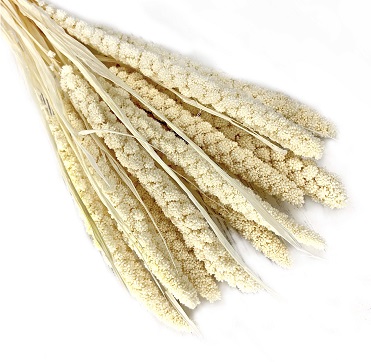 Сетария 60-63см, 10шт/упак, белый