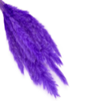 Камыш 70-73см, 8 шт/упак, фиолетовый