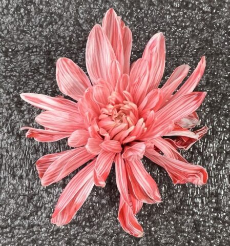 Краска флористическая №06 (Бледно-персиковый), 0,300л