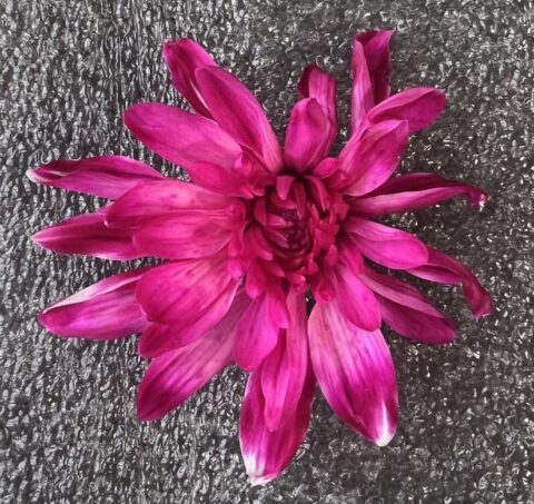 Краска флористическая №16 (Насыщенный гранат), 0,300л