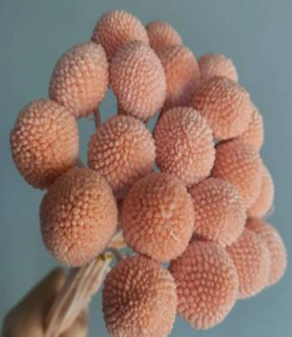 Краспедия 50-53см, 20шт/упак, шампань