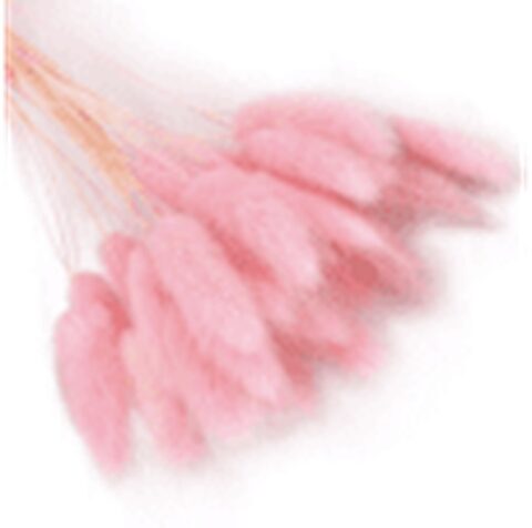 Лагурус 58-60см, 60шт/упак, нежно-розовый