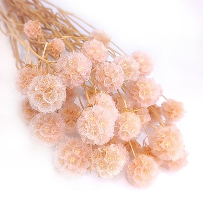 Скабиоза кустовая (25-40шт. в букете), 90-100г, персик