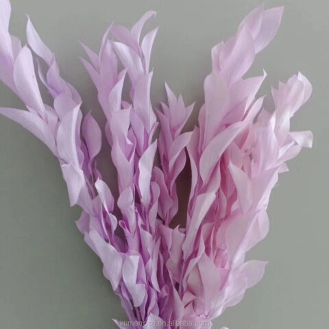 Рускус Израильский 5шт/упак, сиренево-розовый