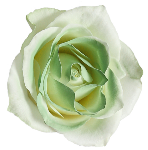 Спрей-краска для цветов 450 мл, мятный