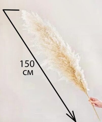 Кортадерия 1,5м, 1шт, кремовый