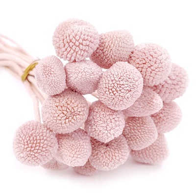 Краспедия 50-53см, 20шт/упак, розовая пудра