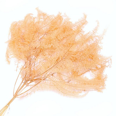 Папоротник Амбрелла 45см, 10шт/упак, абрикосовый