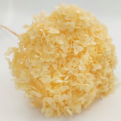 Гортензия диаметр 20-23см, высота 55-65см, светло-абрикосовая