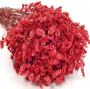 Лимониум цветущий 70см, 120г, красный