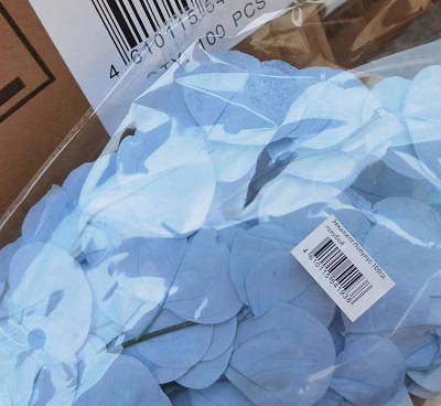 Эвкалипт Популус Экстра 65-70см, 100гр, голубой градиент