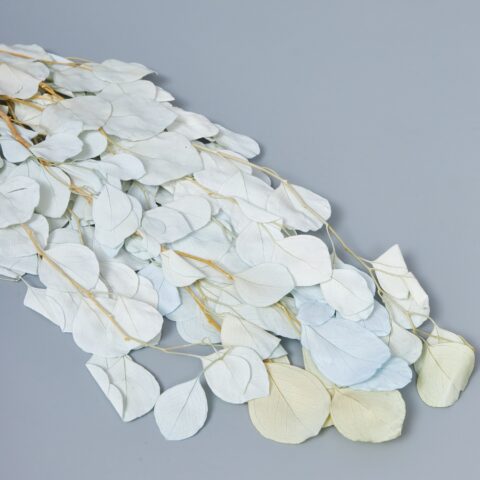 Эвкалипт Популус Экстра 65-70см, 100гр, голубой градиент